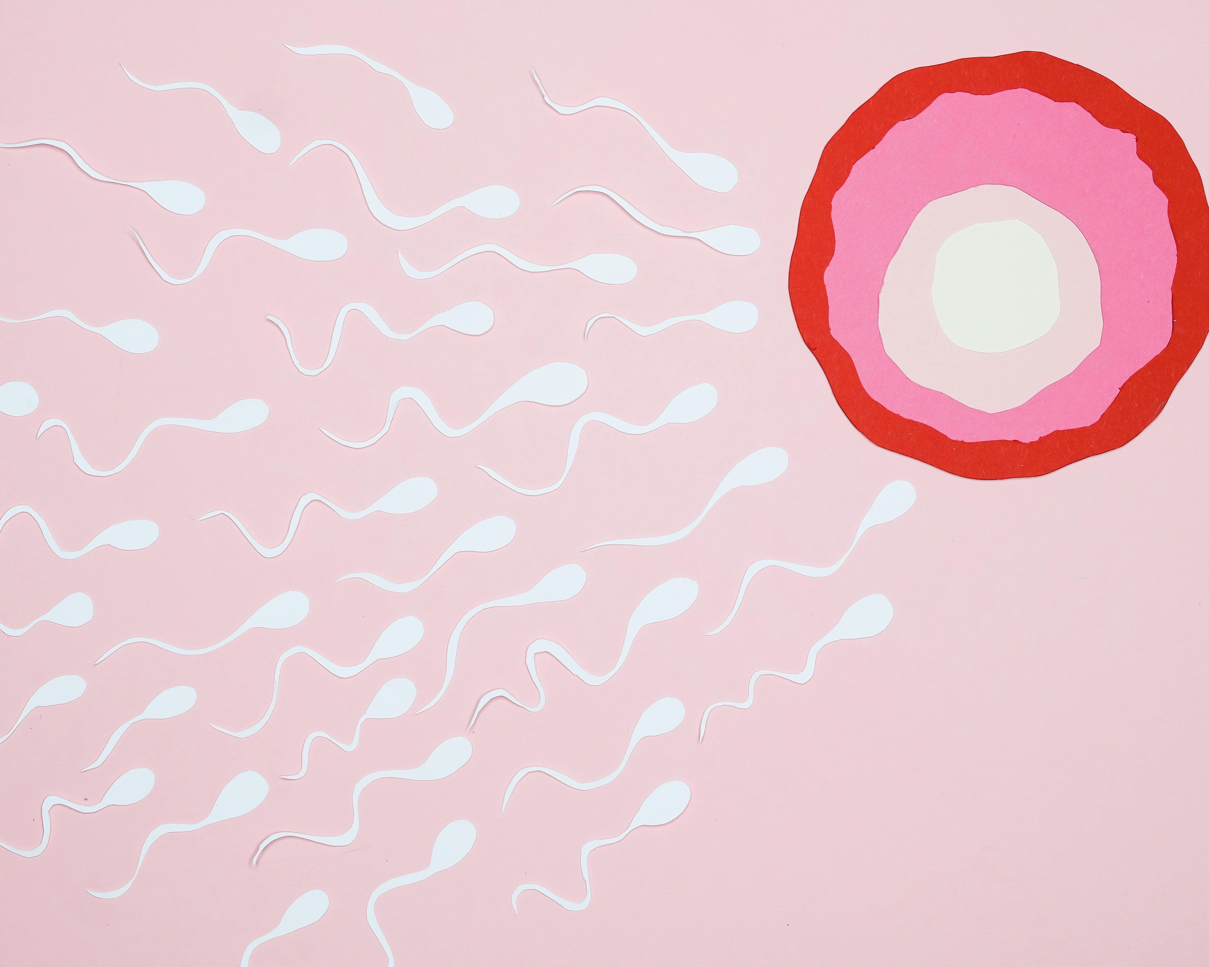 Förstå din menscykel och ägglossning – en guide innan graviditeten